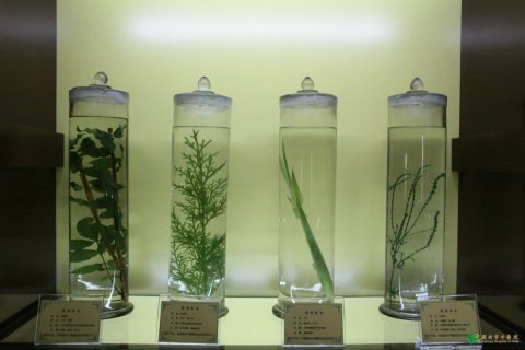8水浸植物标本.