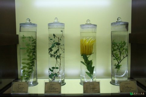 12水浸植物标本.