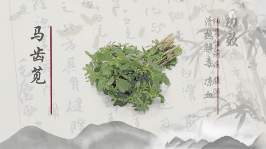 跟着名医认中药——马齿苋